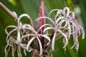 Purple Queen Lily