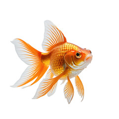 Fototapeta premium Majestic goldfish with vibrant orange and white fins, isolated on black