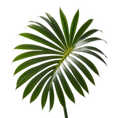 Fototapeta premium Lush, green, fan-shaped palm leaf with radiating segments, isolated on black