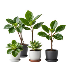 Obraz premium Collection of healthy green plants in pots. Natural arrangement