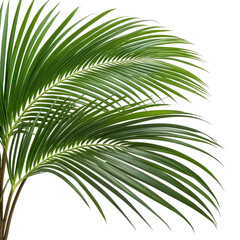 Obraz premium Close-up view of lush, green palm leaves with a black background