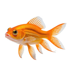 Fototapeta premium Vibrant goldfish with bright orange scales and delicate white fins