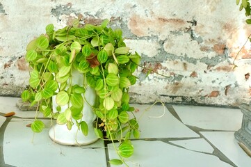 A small cute Watermelon Dischidia is potted in a white vase, acting as a natural air purifier and charming decoration for clean indoor spaces.