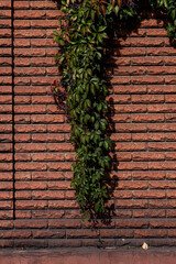 A vertical strip of deep green Virginia creeper (Parthenocissus) with berries hanging down a textured red brick wall in sunlight. High contrast and natural background.

