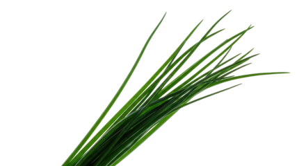 Fresh Green Chives Isolated on a Transparent Background Close Up Shot Displaying Detailed Stems and Leaves