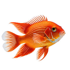 Fototapeta premium Vivid image of a vibrant orange fish with white accents. Detailed close-up on a black background