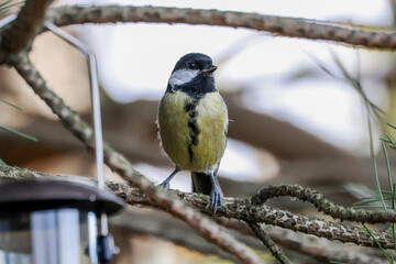Great Tit On A Pine Tree Branch Approaching Feeder - 241A2306