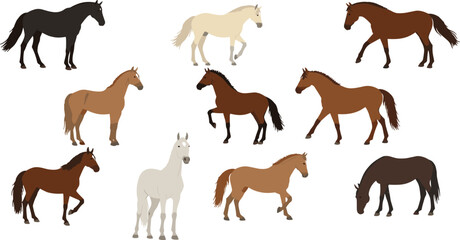 Realistic horse vector illustration set featuring various breeds, poses, and coat colors, perfect for educational, artistic, and design reference use