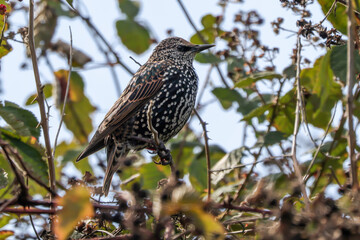 Starling Perched Amongst Thorns - 241A1868
