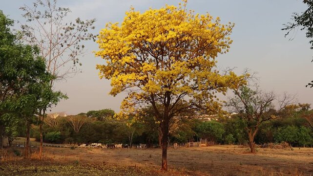 Yellow Ip&ecirc; blooms in a spectacle of color in early spring