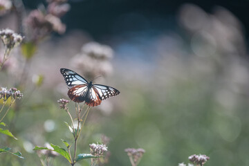 旅をする蝶　アサギマダラ