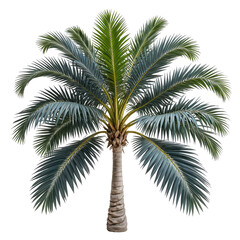 Fototapeta premium Isolated palm tree with blue-green leaves, brown trunk, and transparent background