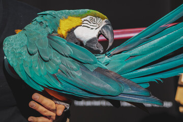 A vibrant and colorful macaw parrot perched on its handler’s arm, showcasing its stunning turquoise feathers and striking facial features. The exotic bird displays its wings in a bold, dynamic pose.