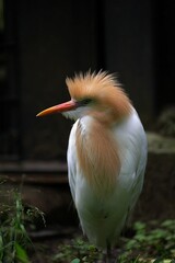 横を向いた夏羽のアマサギ