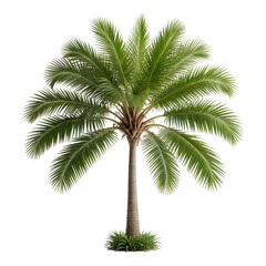Tropical palm tree with lush green fronds and a textured trunk against black