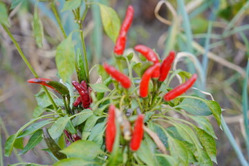 Red and green millet chili peppers