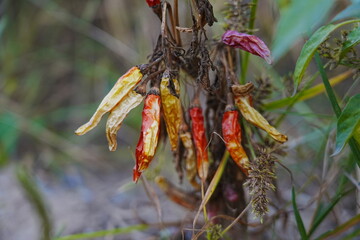 Red and green millet chili peppers
