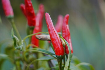 Red and green millet chili peppers