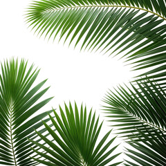 Fototapeta premium Lush green palm fronds against a black background, natural tropical foliage