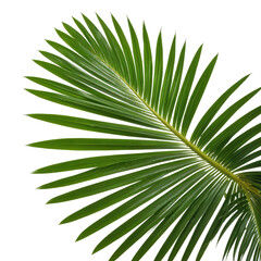 Fototapeta premium Close-up view of a vibrant green palm leaf against black background