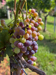 Red grape cluster at the point of veraison on the vine