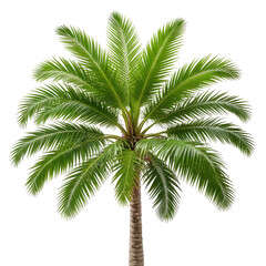 Lush, vibrant palm tree against a black background. Detailed fronds. Tropical beauty