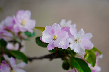 Haitang flowers bloom in spring