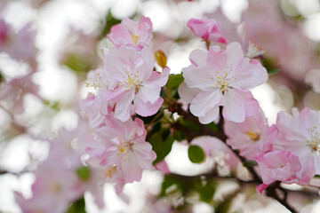 Haitang flowers bloom in spring