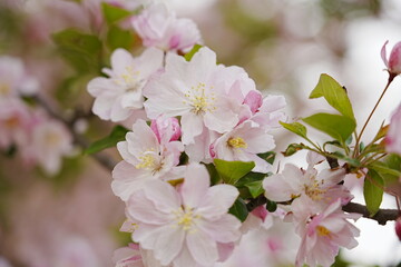 Obraz premium Haitang flowers bloom in spring