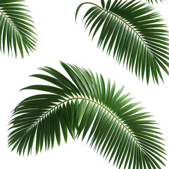 Fototapeta premium Lush green palm fronds on a black background. Detailed leaf textures