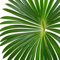 Obraz premium Close-up of lush, green palm leaf with detailed veins, radiating outwards