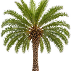 Obraz premium Tropical palm tree, vibrant green fronds, brown trunk against black background