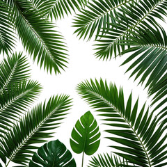 Fototapeta premium Lush tropical leaves frame a black center, creating a vibrant, natural border