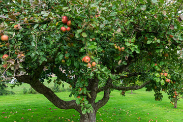 Apfelbaum (Malus domestica) mit Fr&uuml;chten