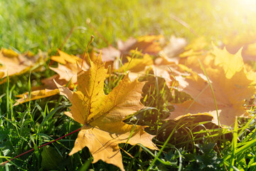Golden Autumn Maple Leaves on Green Grass with Sunlight and Bokeh Background