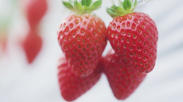「紀州まりひめ苺」和歌山県産イチゴ Kishu Marihime Strawberries &ndash; Premium Strawberries from Wakayama, Japan