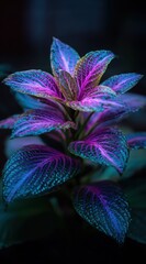 Close-up of a vibrantly colored plant with purple, blue, and pink foliage