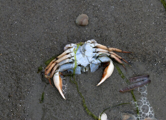 Am Strand eine Krabbe im Sand