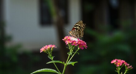 Butterfly on Pink Zinnia Flowers in a Lush Garden Setting.