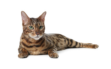 Bengal cat isolated on white. Beautiful pet