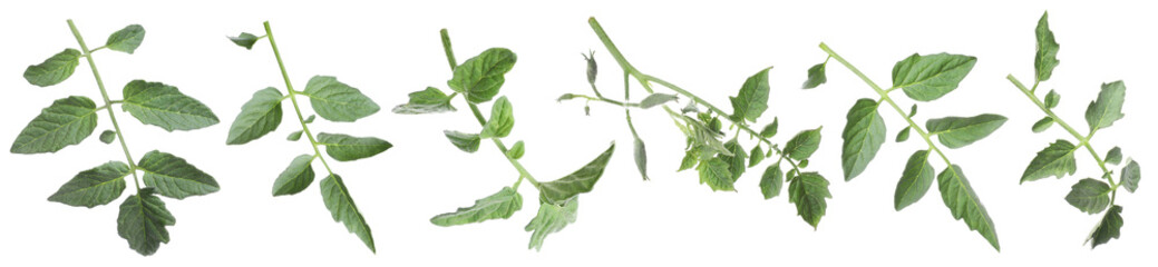 Tomato plant branches with green leaves isolated on white, set