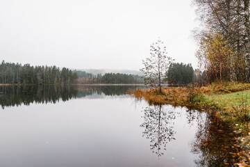Perfectly Still Lake Surface Reflecting a Lone Tree and Autumn Forest Line on a Foggy Day in Sweden