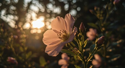 Delicate pink flower bathed in the warm glow of sunset.