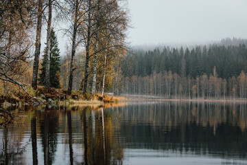 Tranquil Lake Reflections of Golden Birch and Dark Pine Forests on a Misty Autumn Day