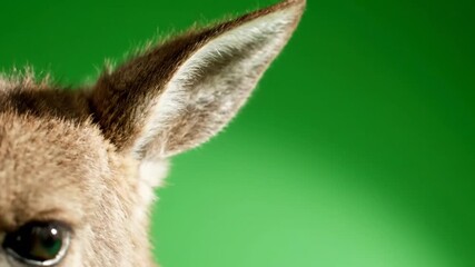 Green Screen Nature & Environment Close-up of a Donkey?s Ears and Head Turning Against Green Background  Green Screen  Chroma Key - Powered by Adobe
