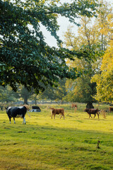 Scenic countryside view in rural England with wildlife and animals. 