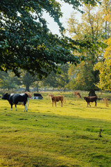 Scenic countryside view in rural England with wildlife and animals. 