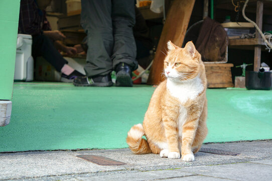 街角の猫」の写真素材 | 512件の無料イラスト画像 | Adobe Stock