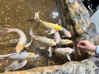 Colorful koi fish swimming in a clear pond, with a hand reaching out to feed them, showcasing interaction between humans and aquatic life in a serene environment