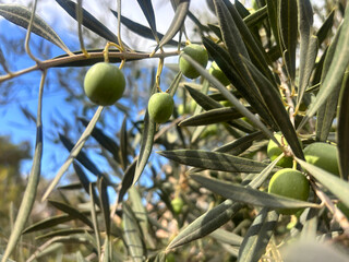 Green olives hanging on branches of an olive tree, surrounded by lush leaves, against a bright blue sky, showcasing nature's bounty and agricultural beauty